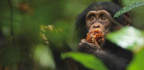 Tim Allen (Narrator)in Chimpanzee