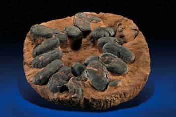 The complete oviraptor egg nest from the Upper Cretaceous period sold for $19,520 recently at I.M. Chait Gallery in Beverly Hills