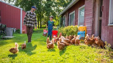 Common Myths About Raising Poultry