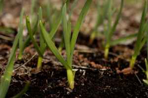 Composting From Garden to Kitchen to Garden