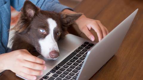 Cool Gadgets to Keep Your Pets Entertained