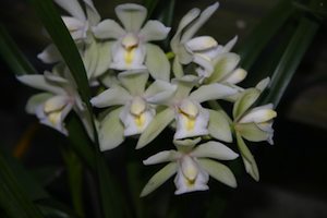 A cymbidium orchid, pictured here, thrive inside in a wide temperature range but prefer nighttime temperatures 10 to 15 degrees cooler than during the day