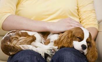 15-minute Dog Massage