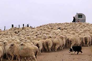 A Day in the Life of a Sheepherding Dog