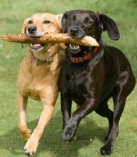 Veterinary Research on Compulsive Behavior Could Benefit Dogs and People