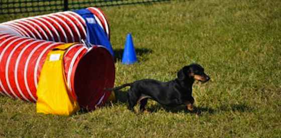 Beginner's Guide to Dog Agility