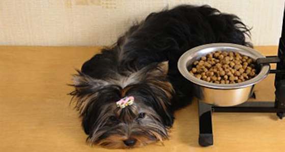Can New Dog Feeders Help Solve Mealtime Problems?