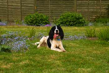 Create a Dog-friendly Backyard