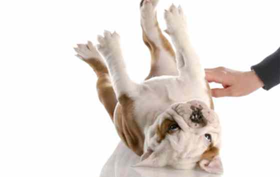 Pets | Dogs: Does Your Dog Need a Massage?
