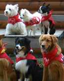 Dog Scouts of America Rewards Canines