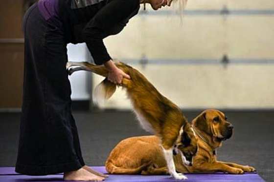 Doga: Yoga Your Dog Will Love