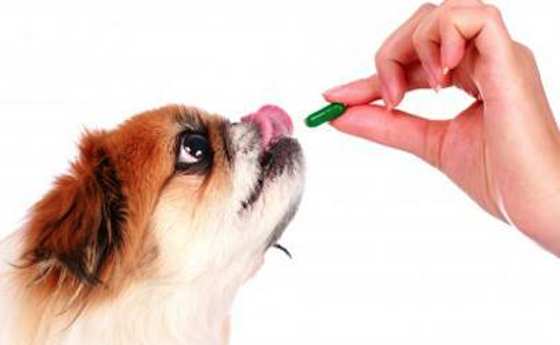 Pets | Dogs: Human Medications for Dogs?