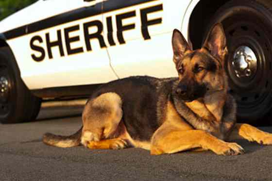 Pets | Dogs: Heroic Best Friends: On the Beat With a Police K-9