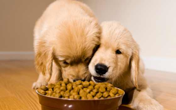 Pets | Dogs: How to Avoid Chaos at Multiple-dog Feedings