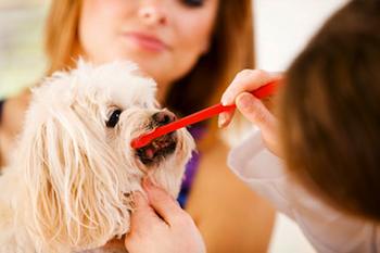 How to Brush Your Dog's Teeth