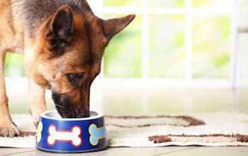 How to Feed Your Ingredient-sensitive Dog