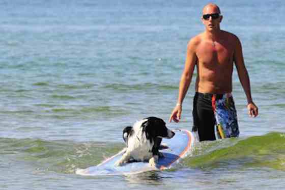 Pets | Dogs: How to Get Your Dog Surfing This Summer