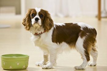 How to Transition From Puppy Food to Adult Food