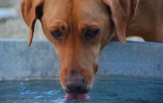 Inexpensive Ways to Keep Your Dog Cool