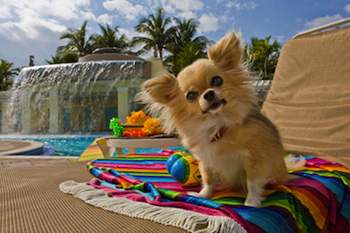 Is Your Dog at Risk for Sunburn?