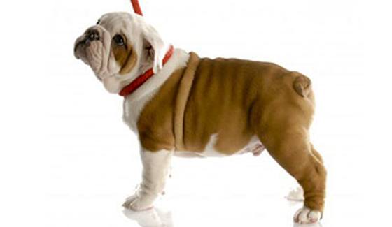 Is Your Puppy Ready for School?