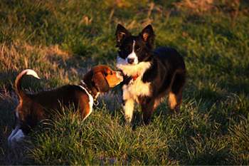 Do's and Don'ts of Socializing Your Puppy