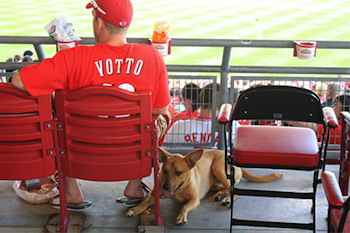 Take Your Dog to a Ball Game