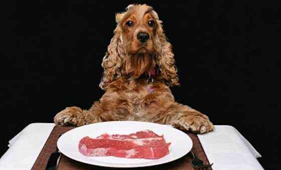 The Dangers of Raw Meat Diets