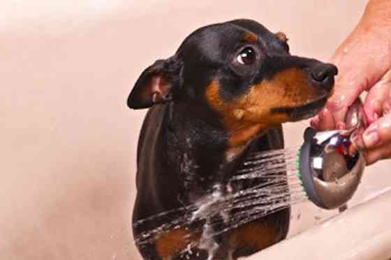 Pets | Dogs: The Real Story Behind Dog Odors