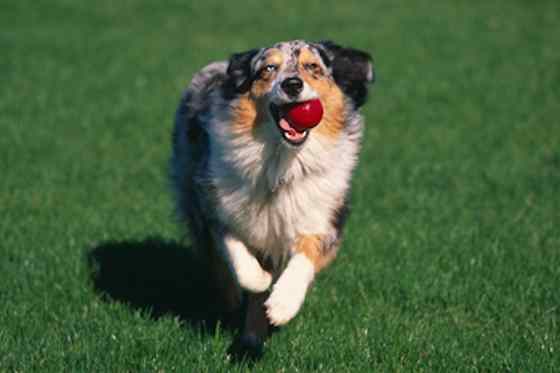 Pets | Dogs: 4 Steps to Prepare Your Dog to Play a Sport