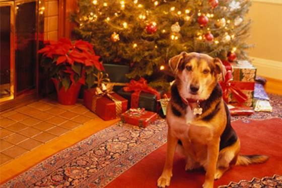 Pets | Dogs: How to Keep Your Pet Safe During the Holidays