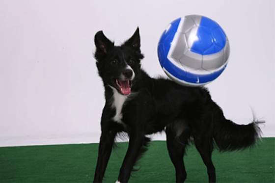 Pets | Dogs: How to Play Soccer With Your Dog