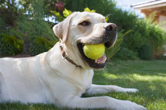 Pets | Dogs: The Best Games to Play With Your High-Energy Dog