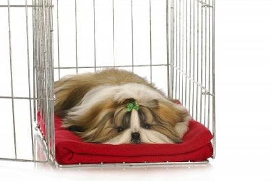 Pets | Dogs: Should You Crate-train Your Puppy?