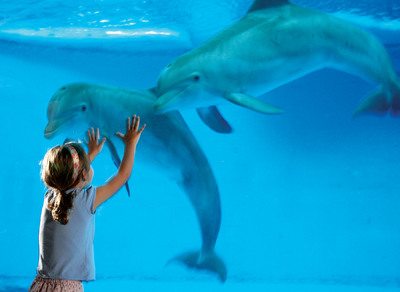 Communing with dolphins at the National Aquarium in Baltimore
