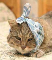 The Easiest Way to Assess Your Cat's Health