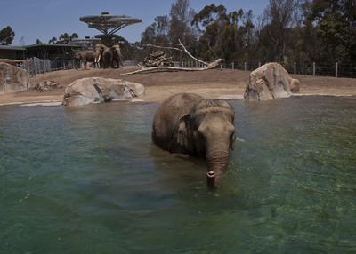 San Diego Zoo's new exhibit, The Harry and Grace Steele Elephant Odyssey