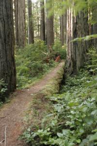 Crater Lake National Park offers many hiking trails. Exploring the Pacific Northwest Seattle, Washington State's National Parks & the Oregon Coast - Cindy Ross World's Fare