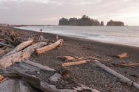 The bleached bones of trees polished by the Pacific Ocean. Exploring the Pacific Northwest Seattle, Washington State's National Parks & the Oregon Coast - Cindy Ross World's Fare
