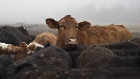 Factory Farms: Bigger Threat to Health than Ebola