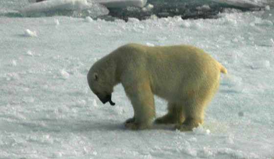 Taking the Kids To the Land of the Arctic Polar Bear