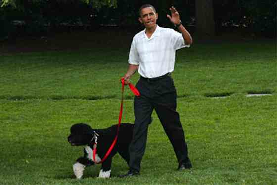 First Dogs: True Stories of Presidential Dogs