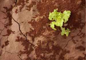 Clay-heavy soil shows telltale cracks as it dries after rainfall