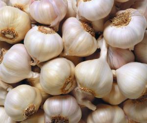 Garlic is prized as a culinary ingredient and herbal remedy by virtually every culture