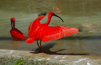 These Scarlet Ibises live in Graeme Hall Nature Sanctuary on the Caribbean island of Barbados, a stopping off place for 200 species of migrating birds on their way south.