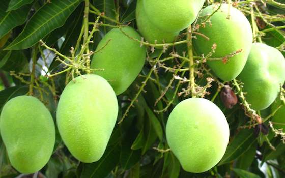 Mangos, Not Mining, the Future of Guinea