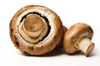 	A number of well-known drugs originated in the fungi kingdom, including penicillin, two statins (lovastatin and squalestatin,) and cephalasporin