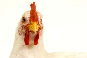 Genetically modified farm animals cold provide us with more nutritious meat, eggs and milk, causing fewer pollution problems.