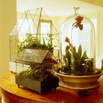 Home Decor - Indoor Botanical Exoticism: Wardian Case Terrarium. In a chance discovery in 1829, Dr. Nathaniel Ward found that certain plants can thrive in glass cases, leading to advances in botany and an interest in the object we know as the terrarium.