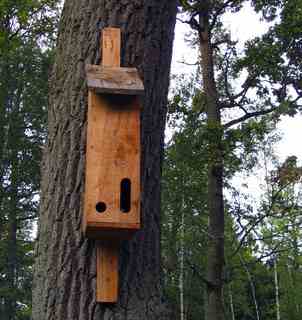 Gardening - Bats: Our Fanged, Furry, Flying Friends. Designed correctly and positioned well, a wooden nest can attract bats to roost, and to feast on the insects that devour your garden plants
